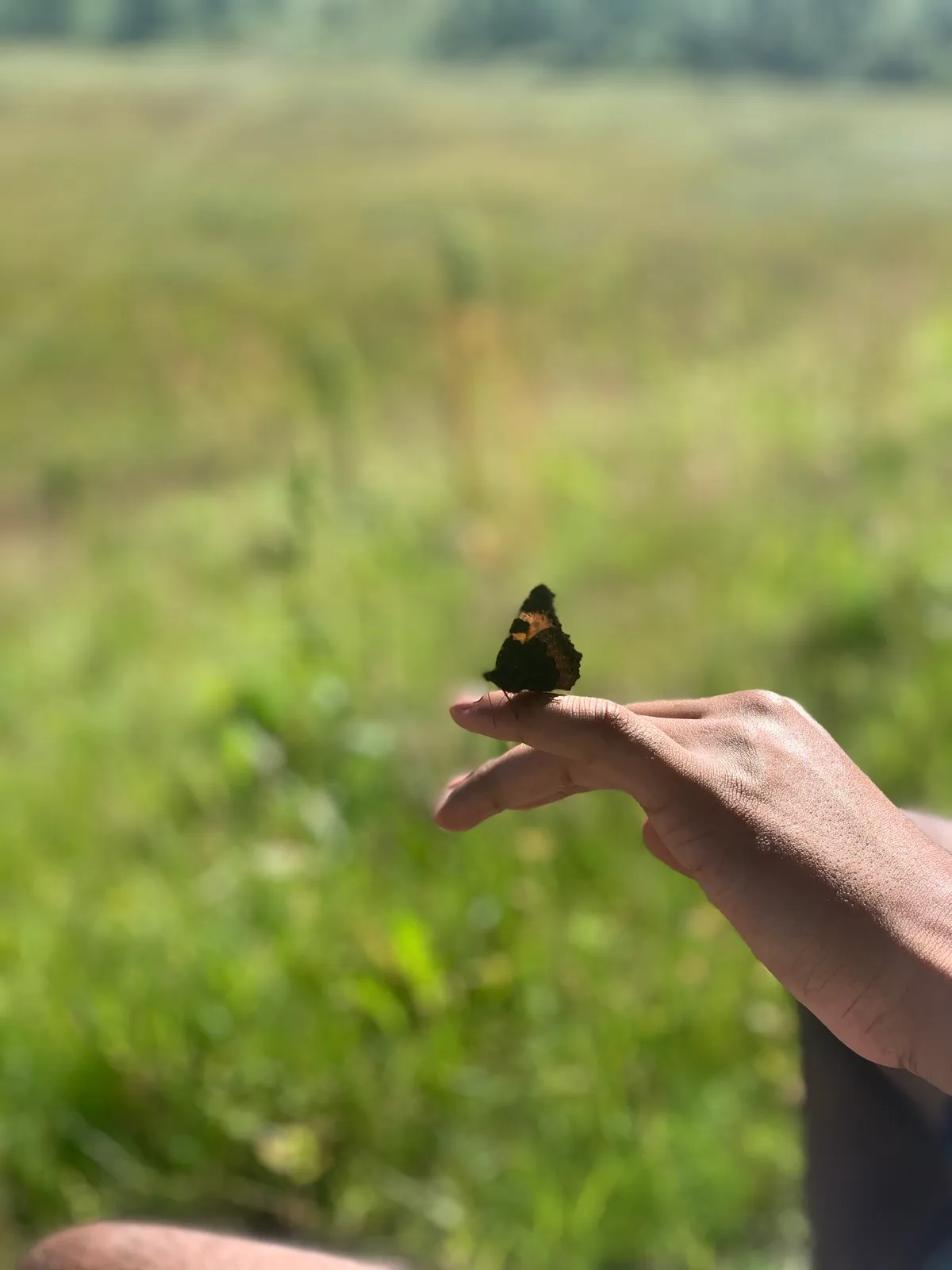 A butterfly resting on my outstretched fingers in a summer field