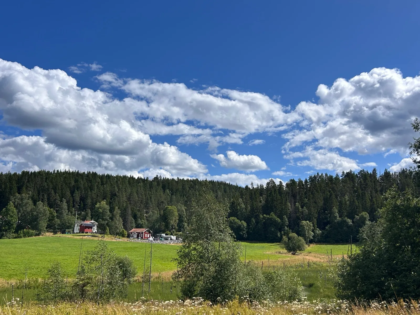 Red farmhouses at the edge of a green field, pine forest behind, big sky