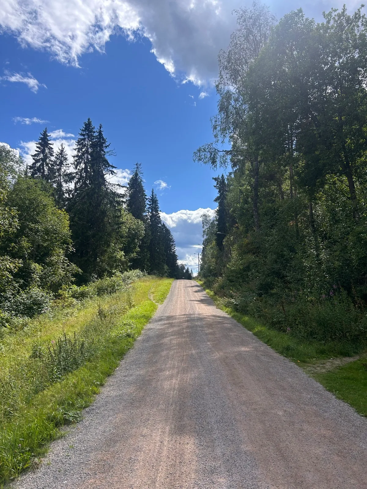 A gravel road through pine forest under a blue sky